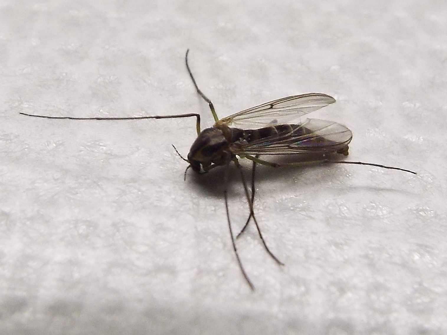 Chironomidae: ...cfr. Chironomus sp.